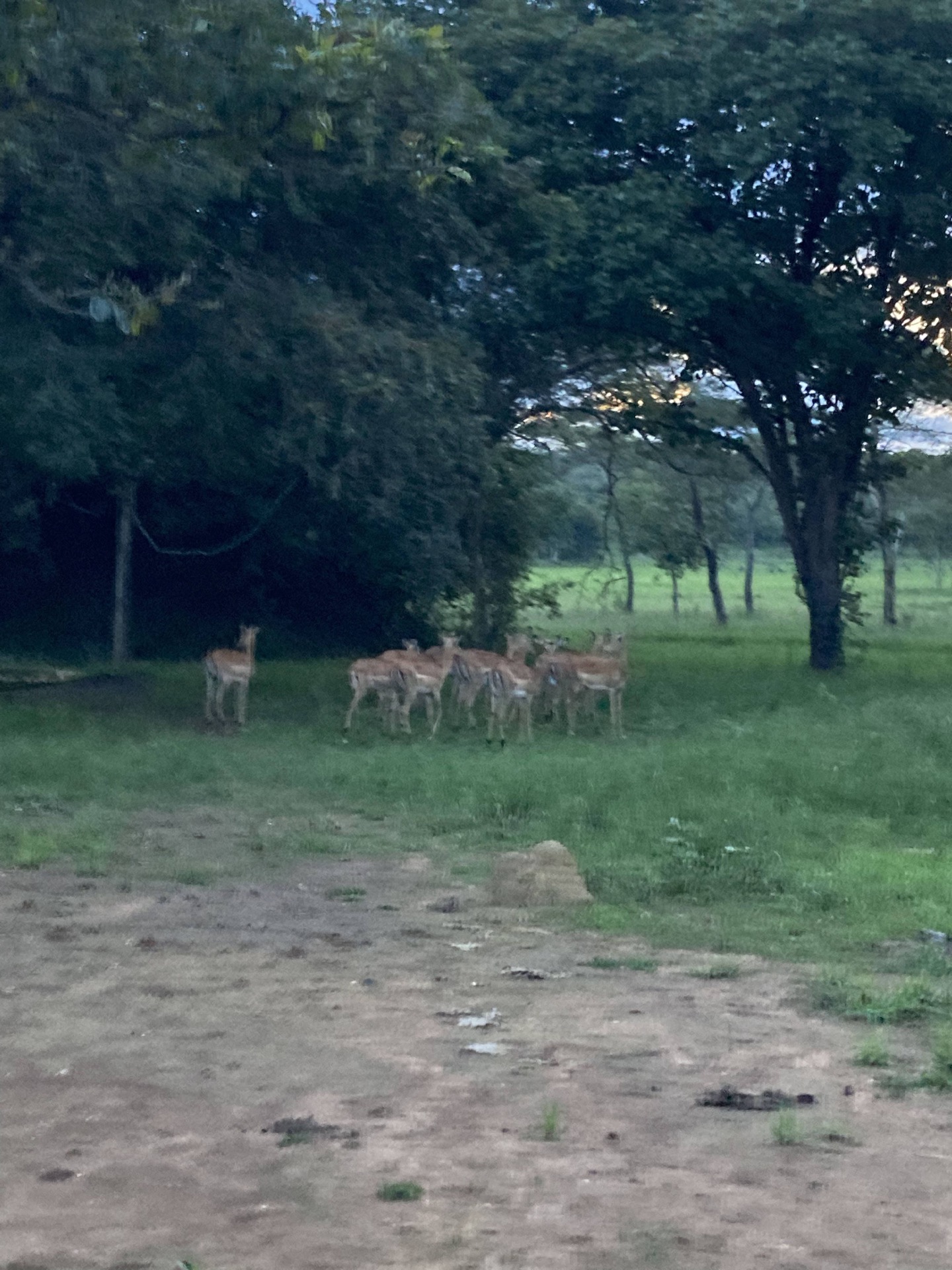 Impalas
